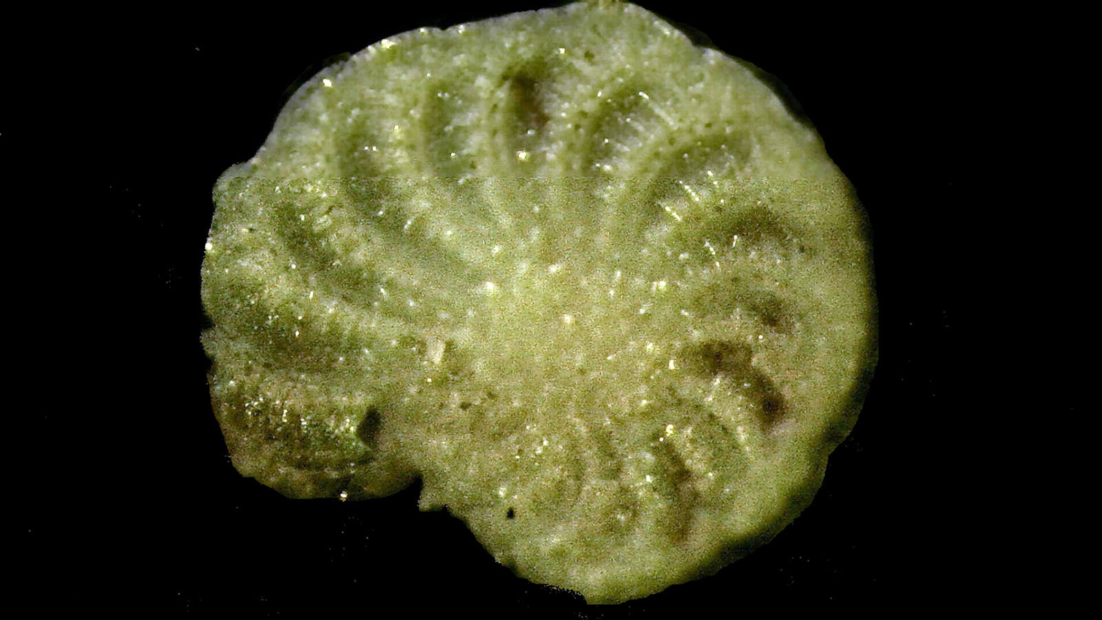 John Gregory: Foraminifera