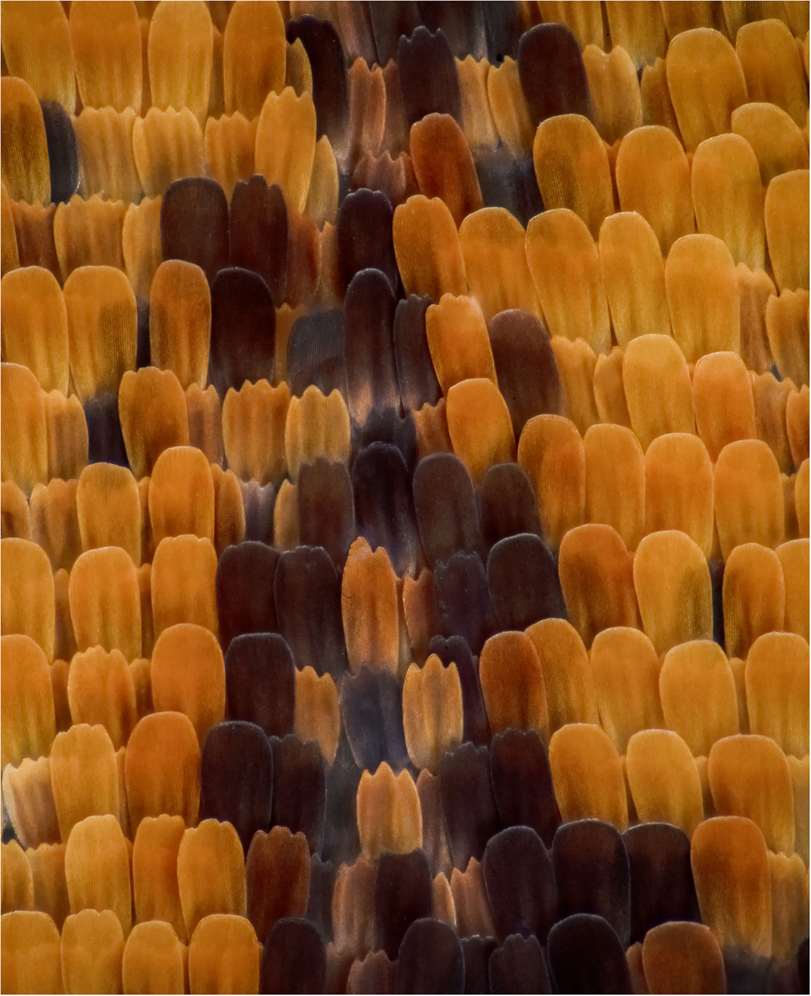 Paula Irvine: Butterfly Scales