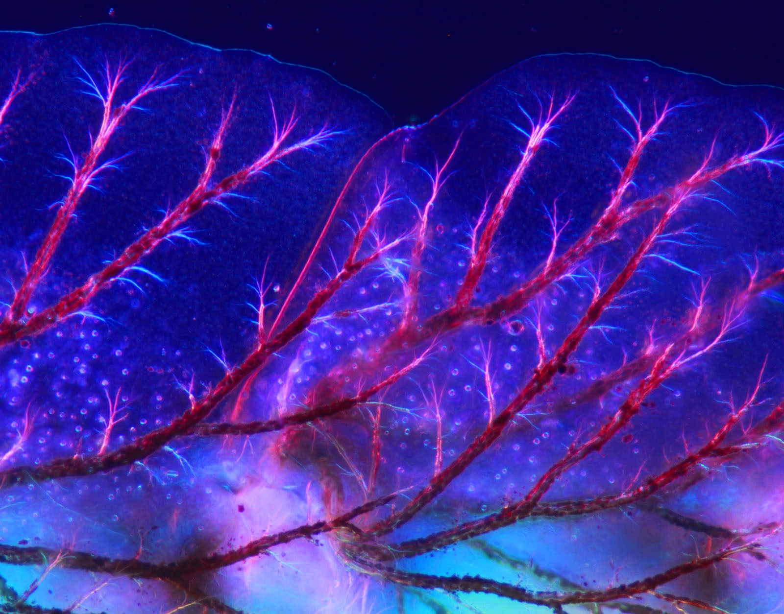 Phil Greaves: Breathing gills of mayfly larva