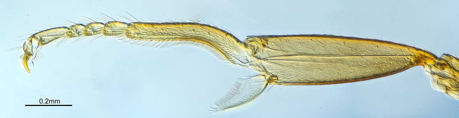 Ant foreleg showing the antennal comb.