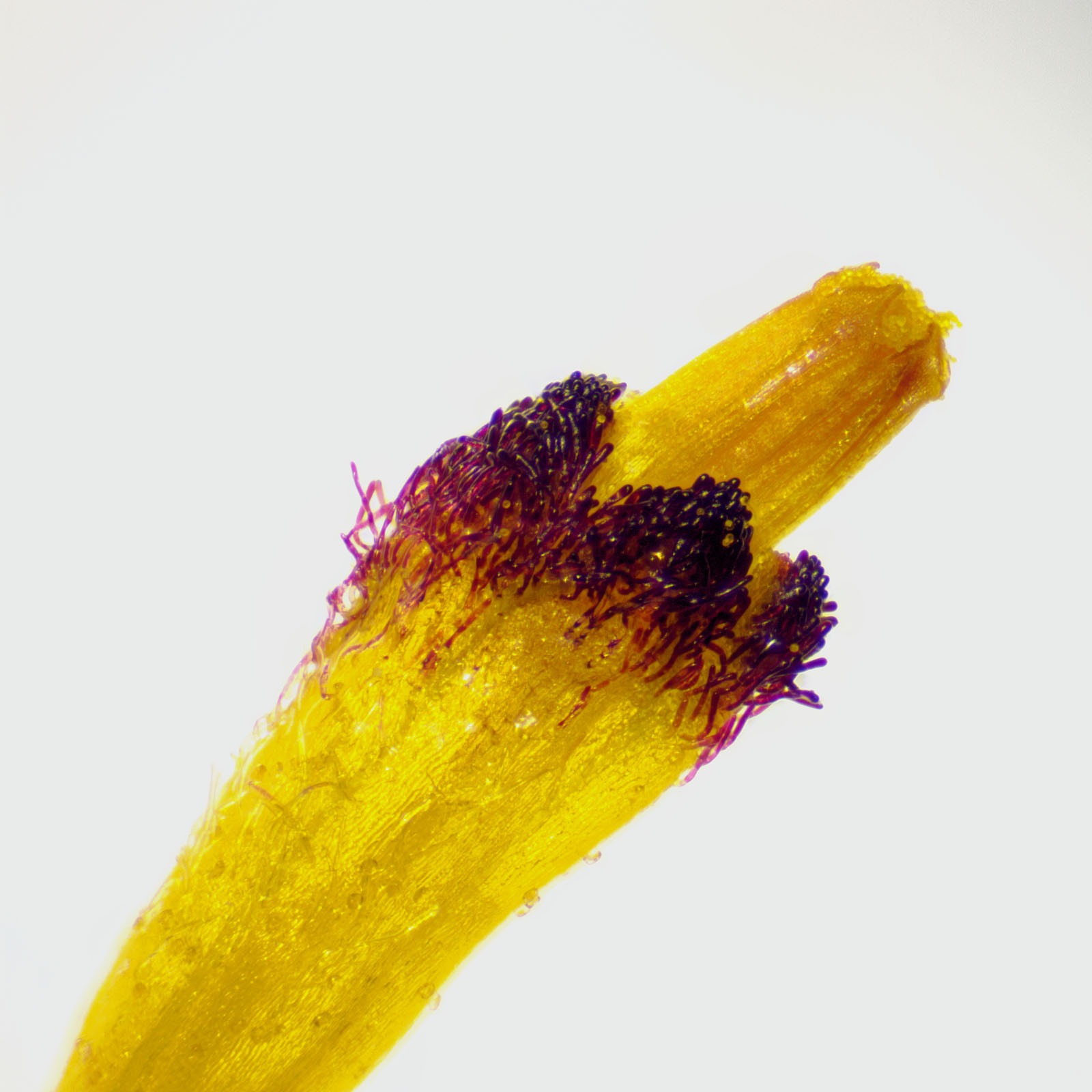 Jonathan Palmer: Floret stack