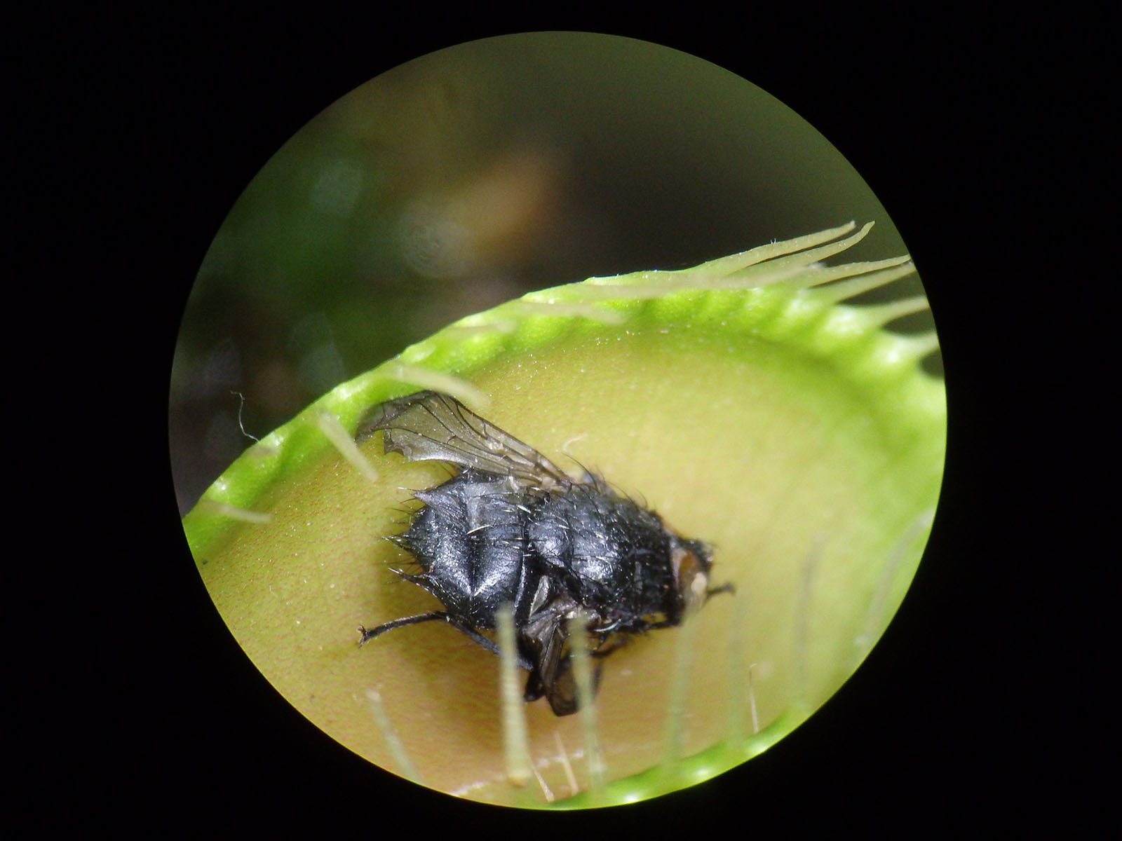 Venus fly trap – releasing the carcass