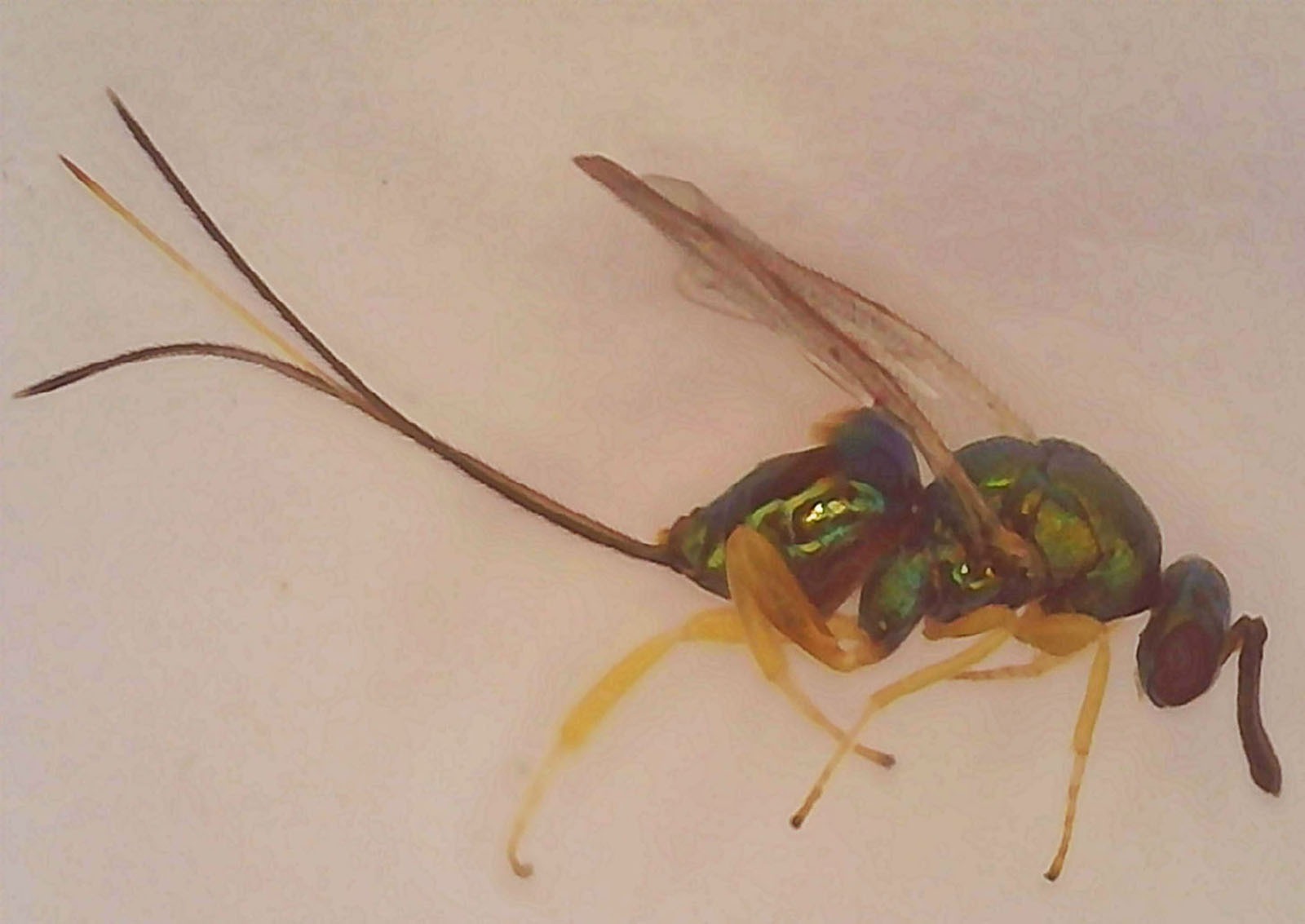 Torymus - a species of parasitoid wasp