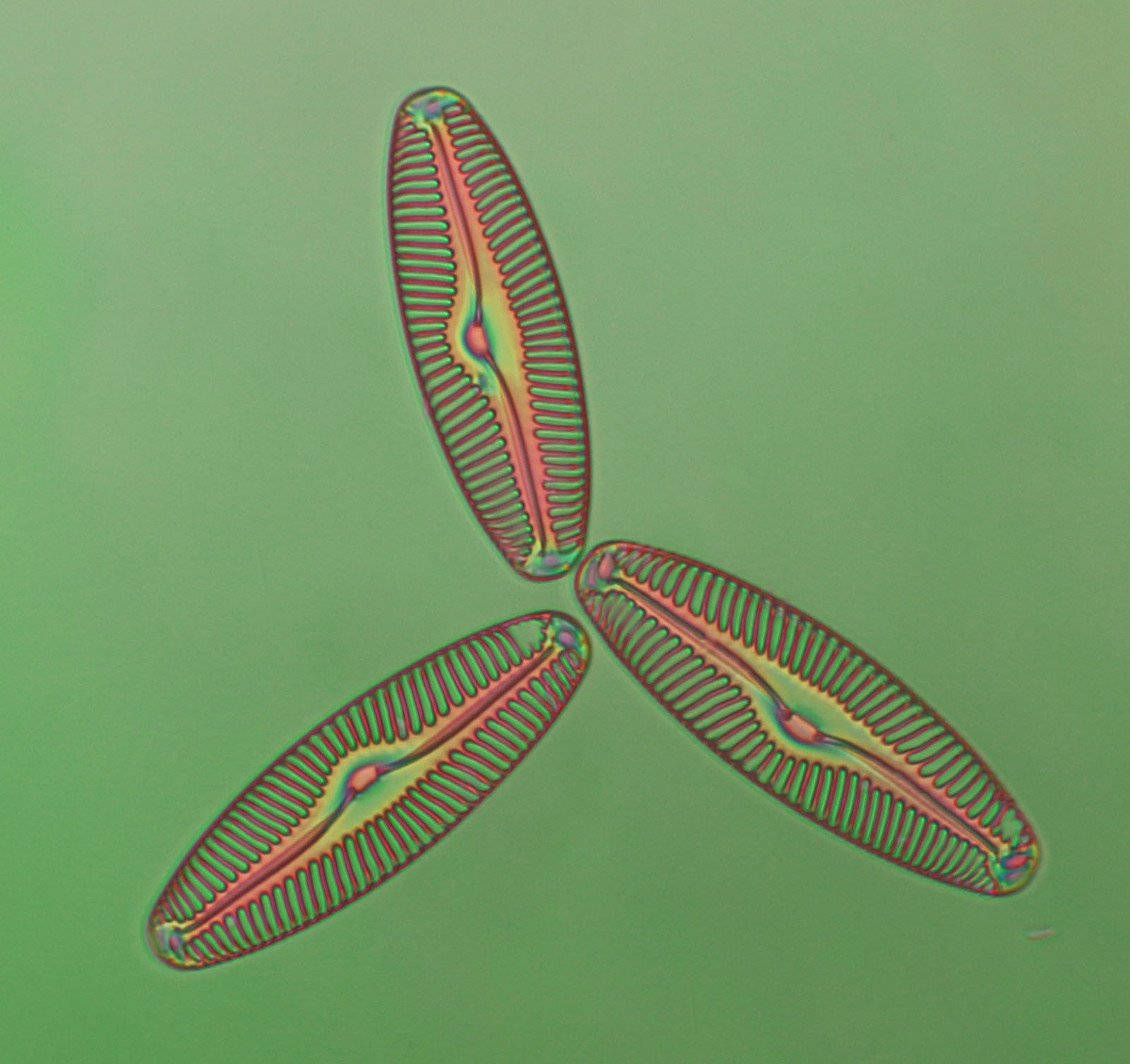 Phil Greaves: The diatom Pinnularia alfina