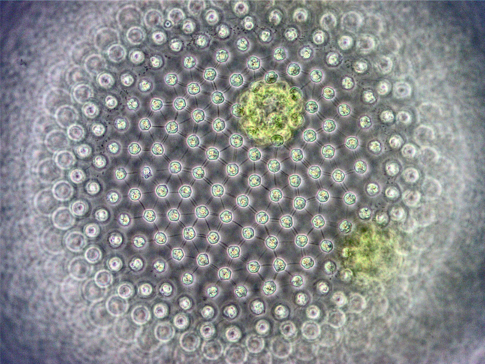 Gordon Brown: Volvox showing protoplasmates under phase contrast.