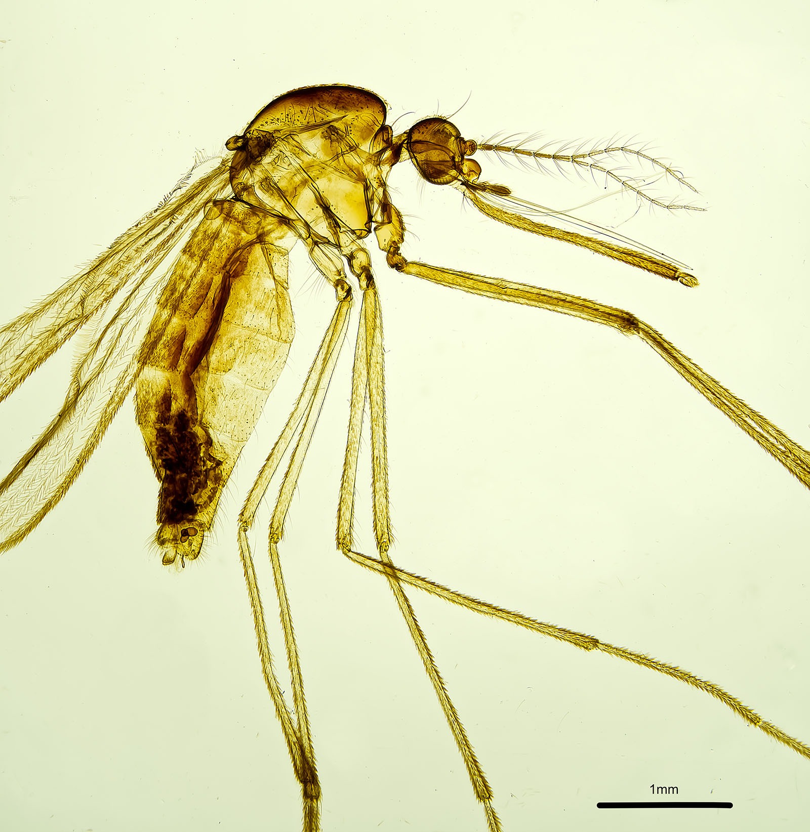 Peter Mobbs: Mosquito – Aedes sp.