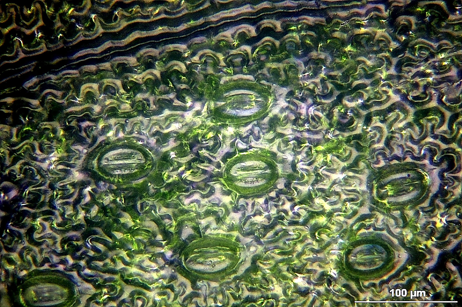 Stomata of fern leaf (Polypodiopsida).