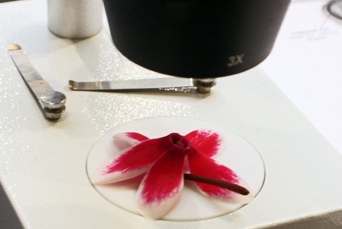 Cyclamen flower under stereo microscope