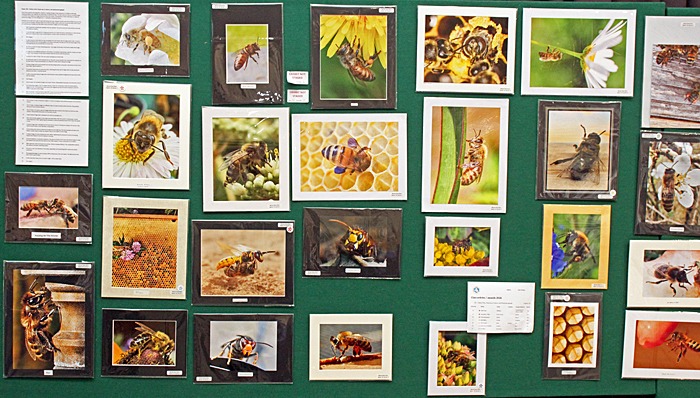 Photograph competition