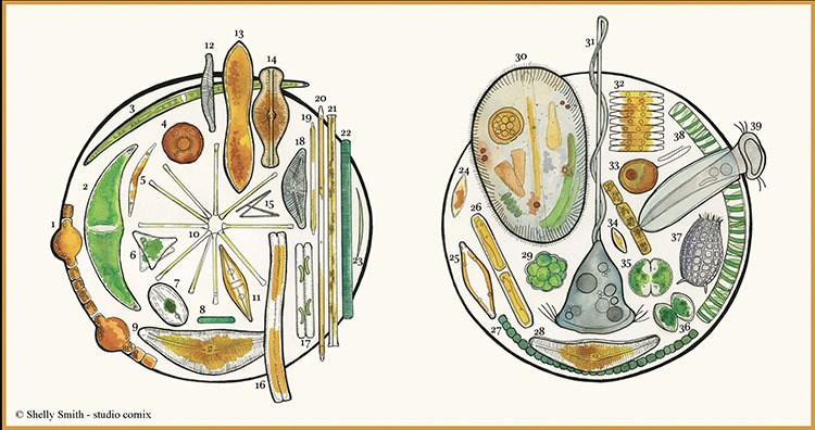 Microorganisms of the Columbia River