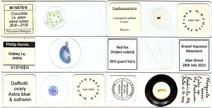 Alan’s microscope slides